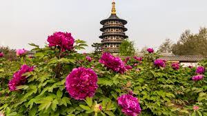 Luoyang Peony Festival 